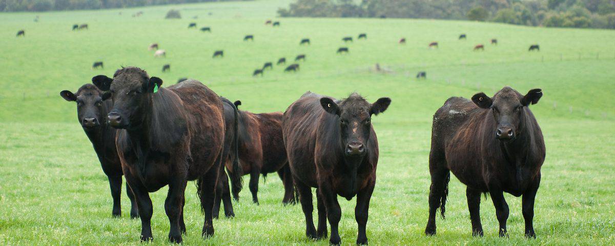 La conoscenza della carne