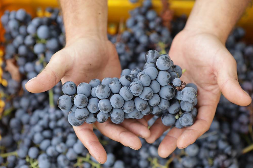 I vini di Tenuta Martinelli