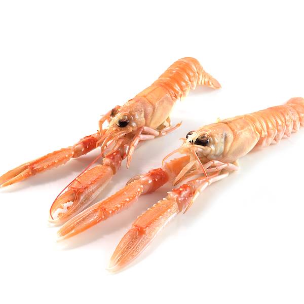 Proprietà e utilizzi in cucina degli Scampi Porcupine