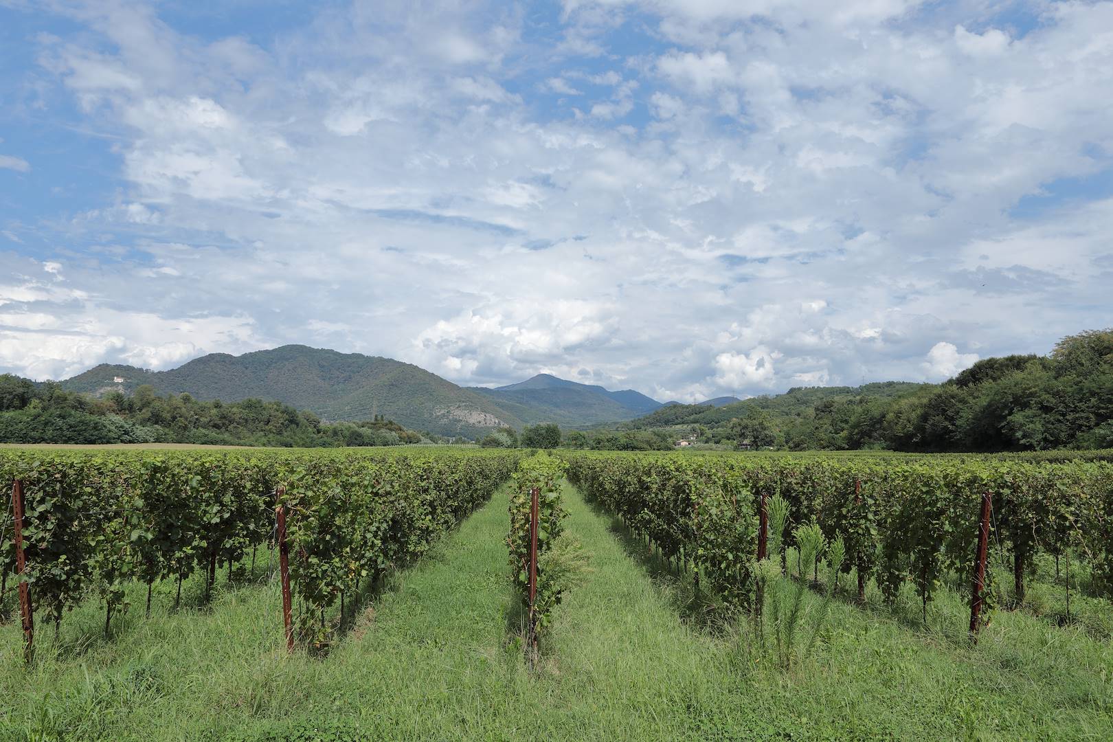 I vini di Tenuta Martinelli